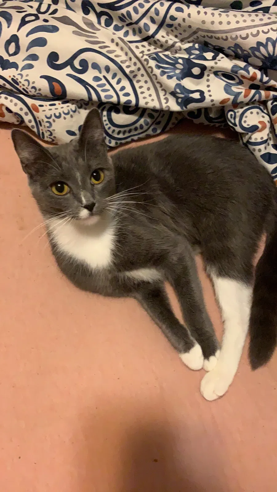 Lost cat in Pensacola, FL, 32503