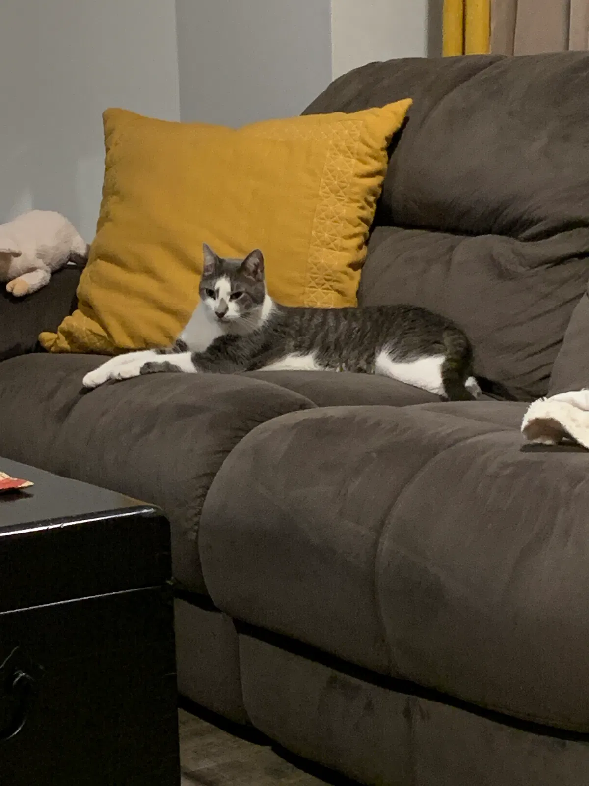Lost cat in Holmdel, NJ, 7733