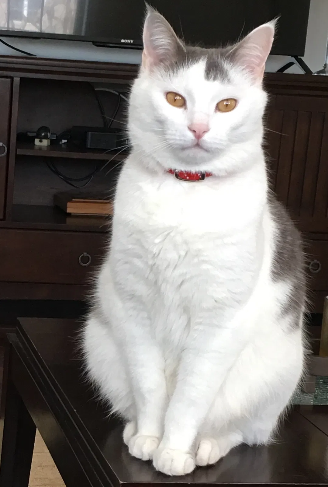 Lost cat in Thousand Oaks, CA, 91362