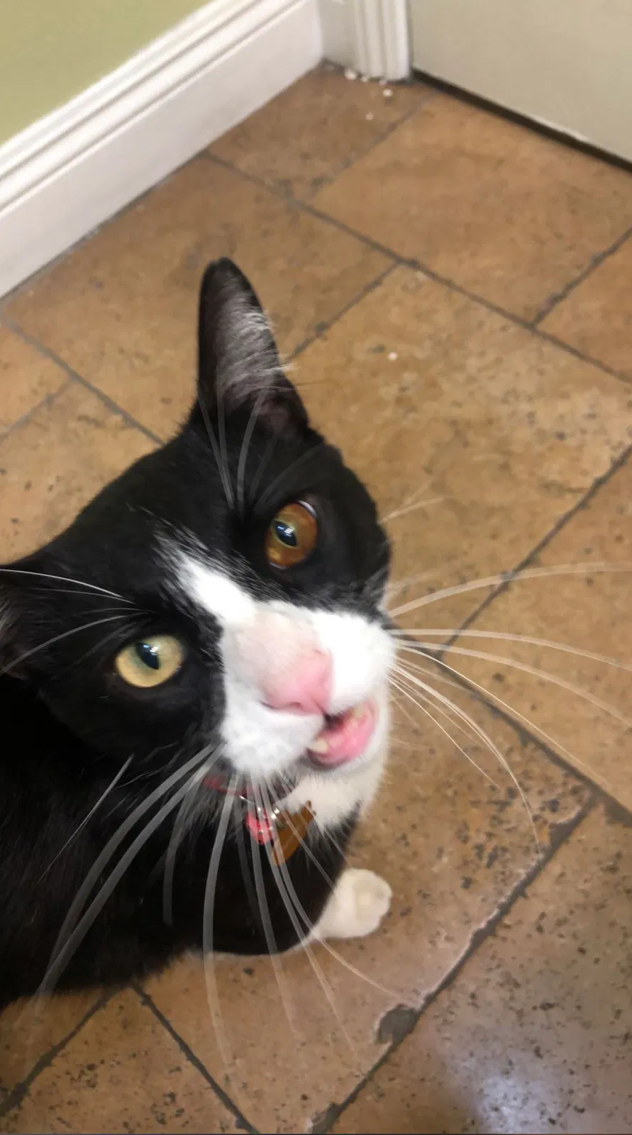 Lost cat in Atascosa, TX, 78002