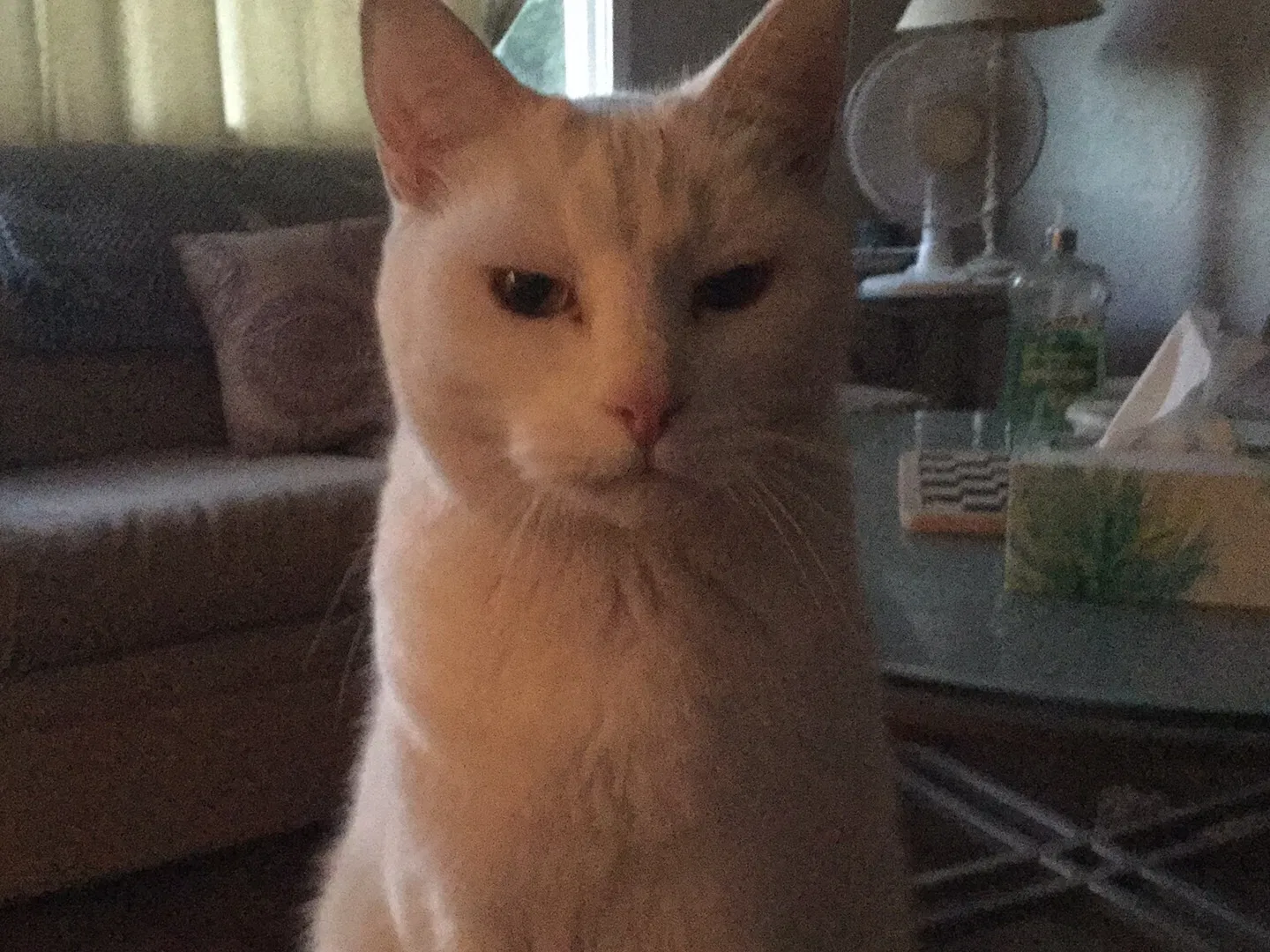 Lost cat in Colorado Springs, CO, 80909