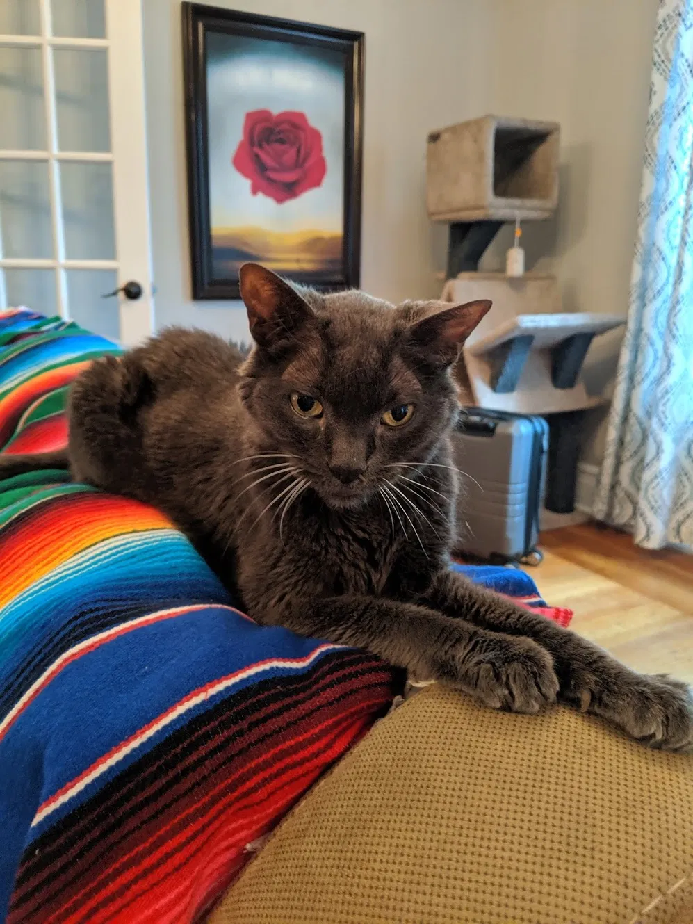Lost cat in Denver, CO, 80218