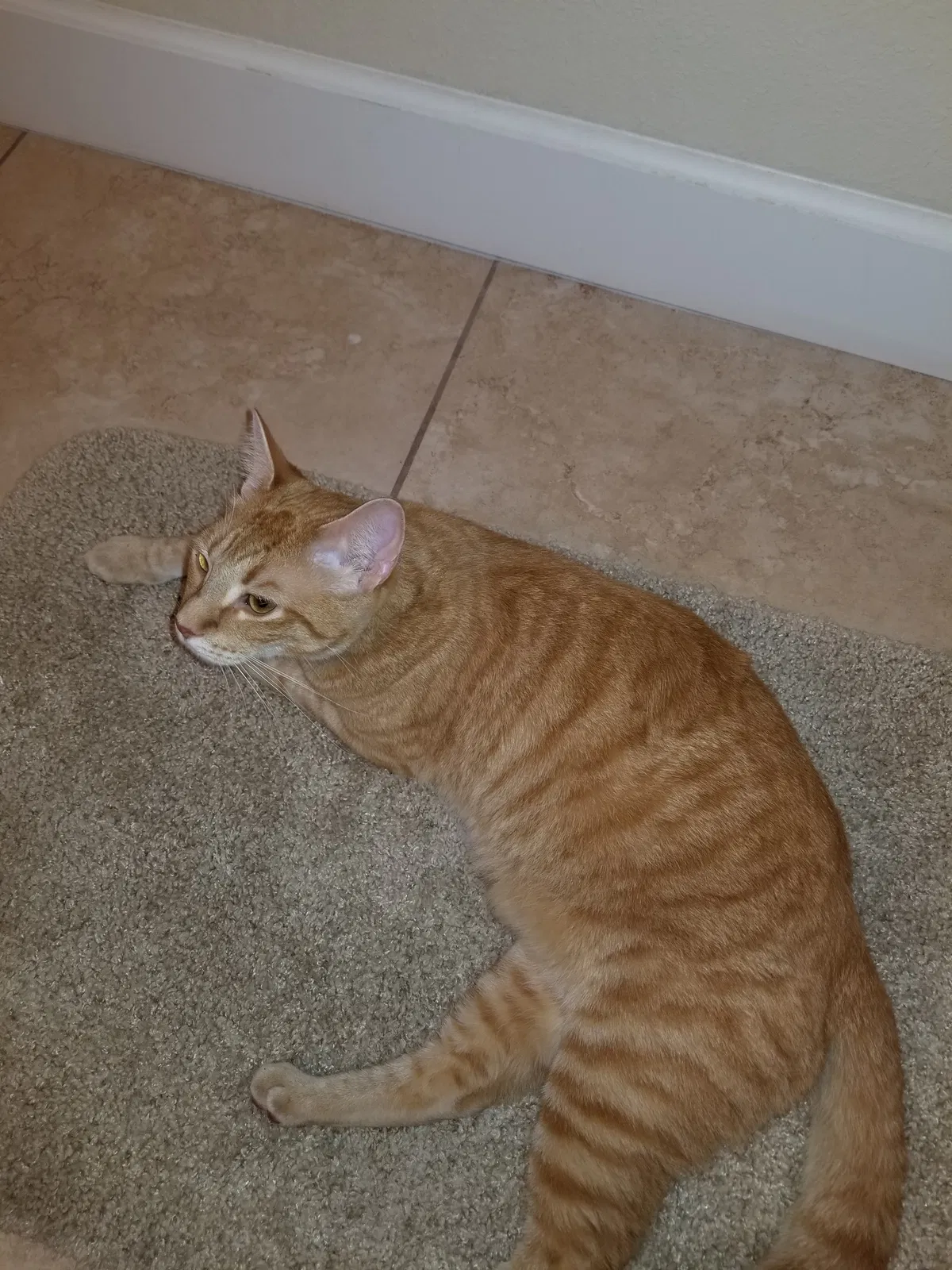 Lost cat in Summerfield, FL, 34491