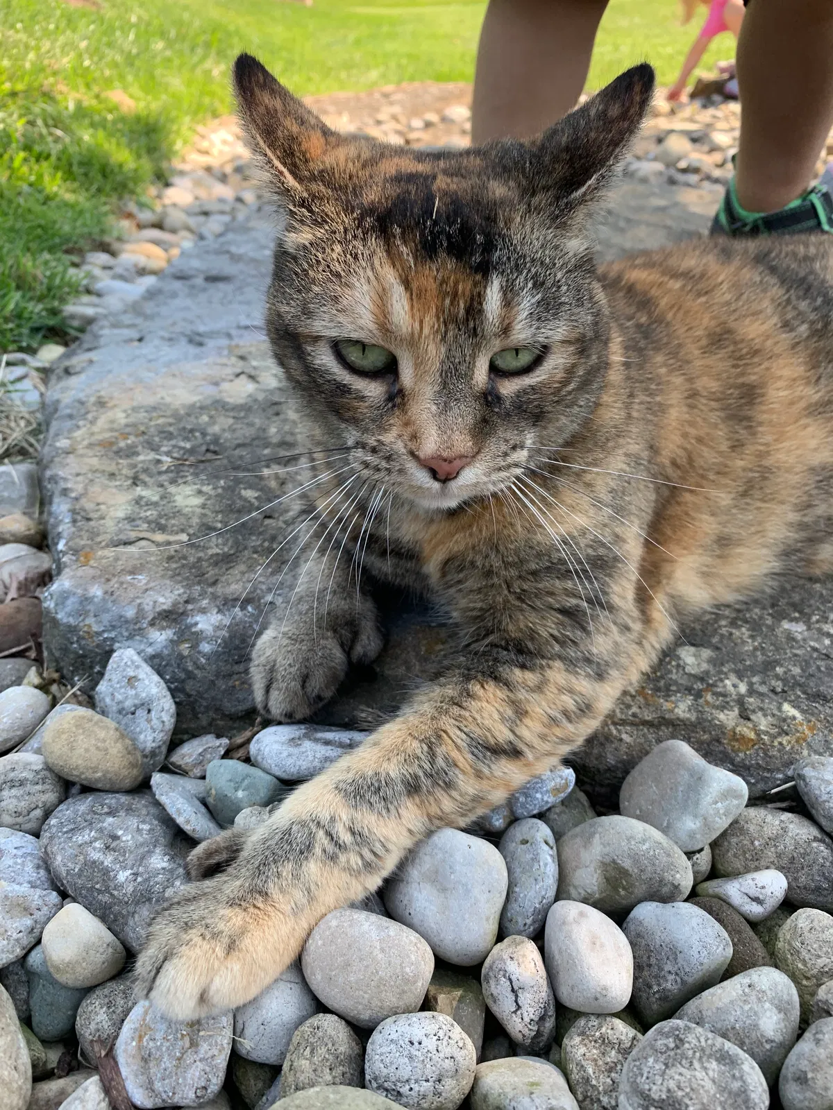Lost cat in Milford, OH, 45150
