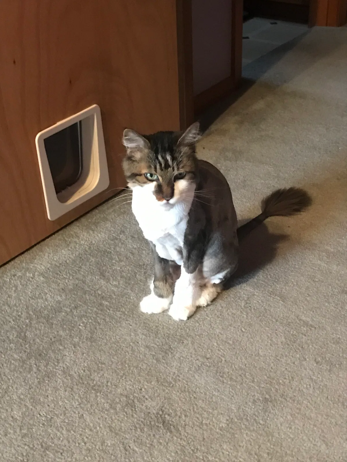 Lost cat in Sherwood, OR, 97140