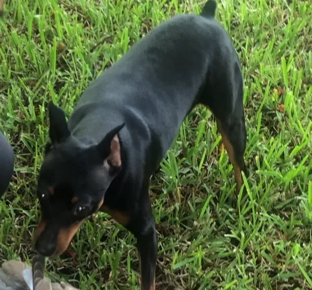 Lost dog in Cape Coral, FL, 33990