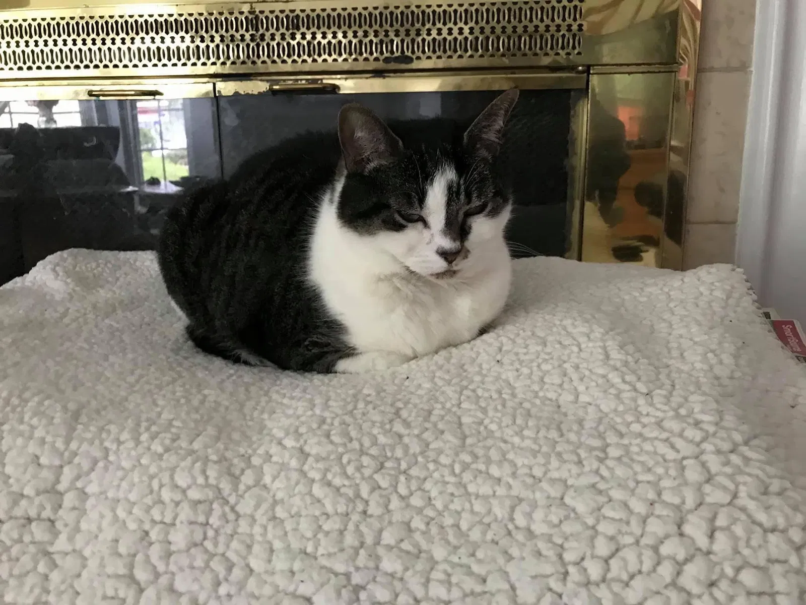 Lost cat in Herndon, VA, 20171