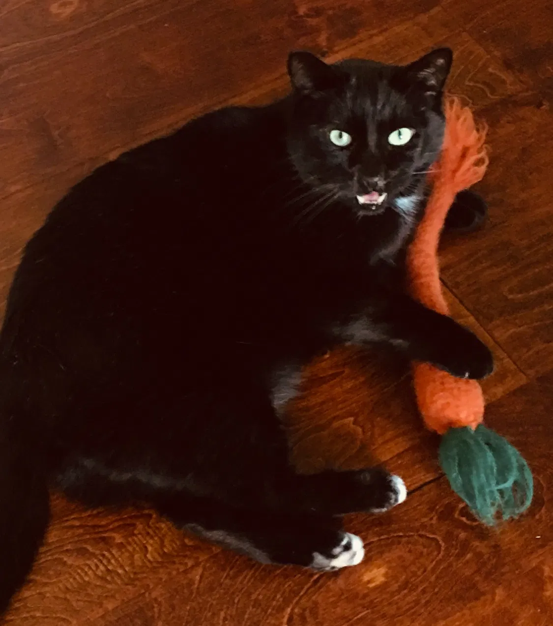 Lost cat in Austin, TX, 78748