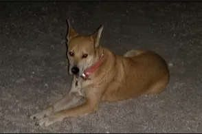 Lost dog in Ardmore, OK, 73401
