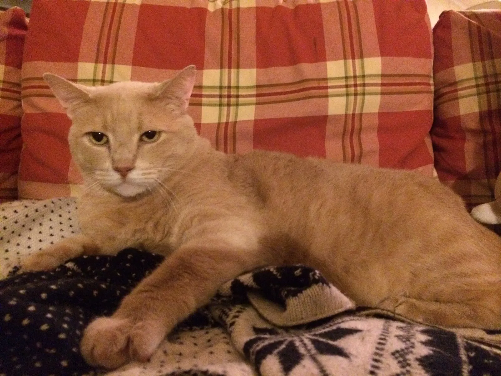 Lost cat in Charlotte, NC, 28211