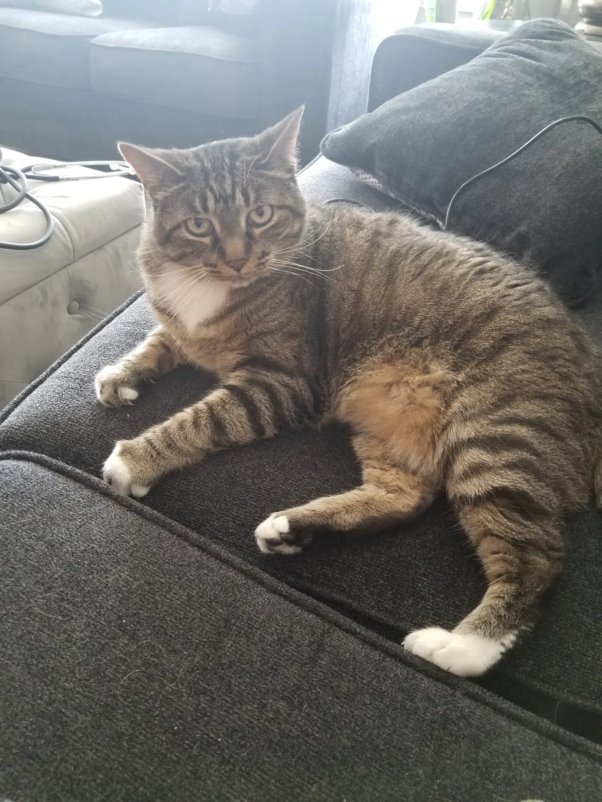 Lost cat in Englewood, CO, 80112