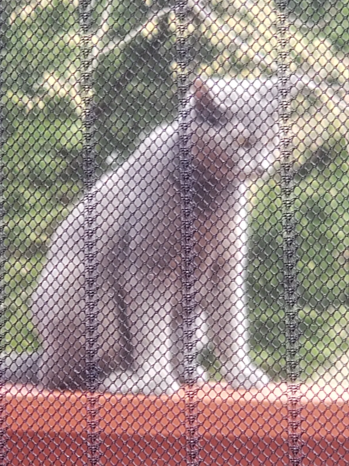 Lost cat in Crofton, MD, 21114
