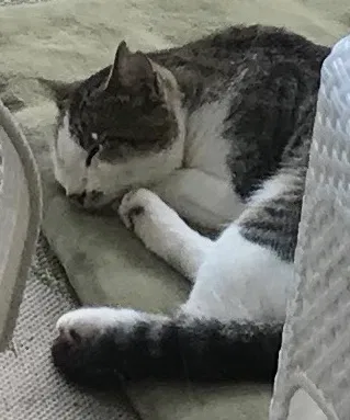 Lost cat in Boca Raton, FL, 33487