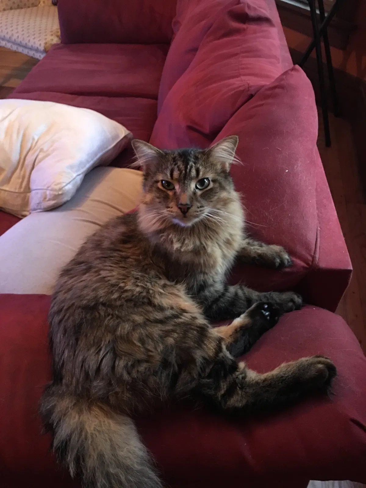 Lost cat in Plain, WI, 53577