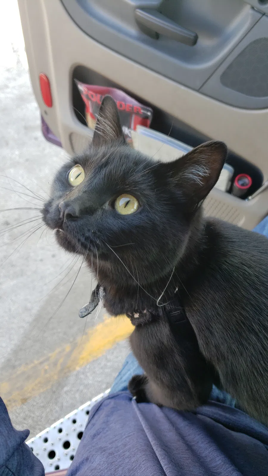 Lost cat in Franklin, KY, 42134