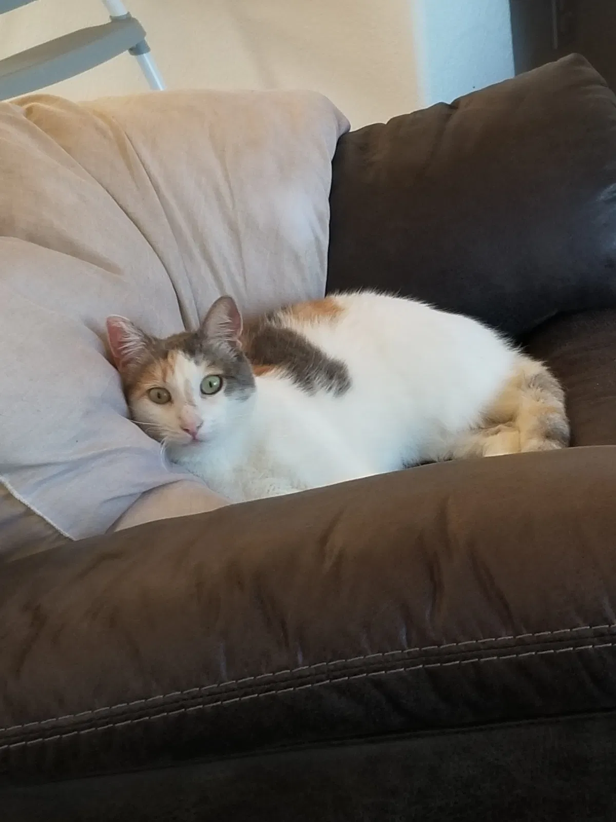 Lost cat in Redding, CA, 96003