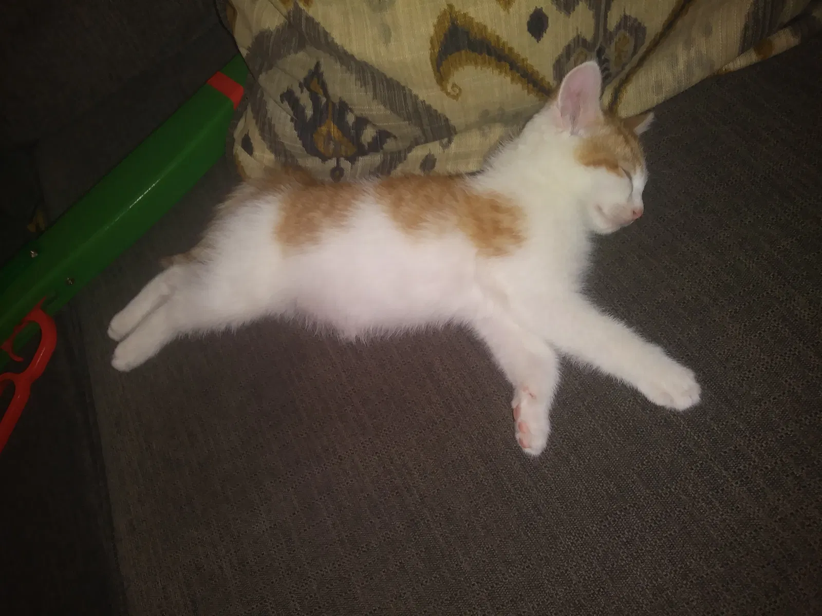Lost cat in Norwalk, CA, 90650