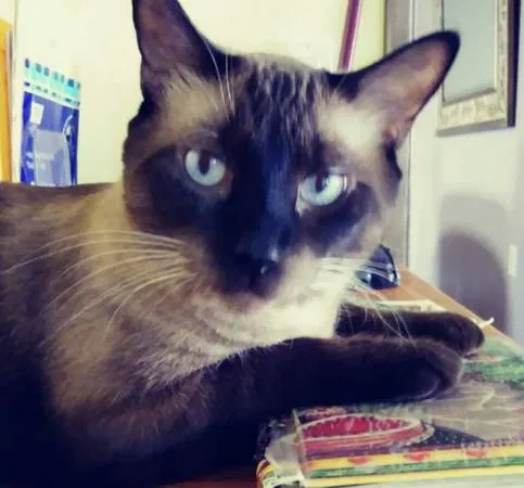 Lost cat in Florence, AZ, 85132