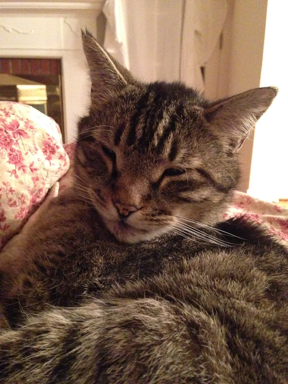 Lost cat in Newport News, VA, 23601