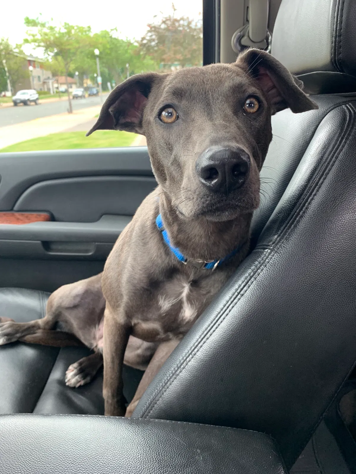 Lost dog in Aitkin, MN, 56431