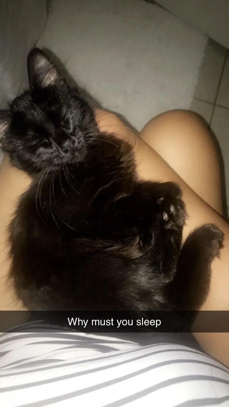 Lost cat in Port Hueneme, CA, 93041