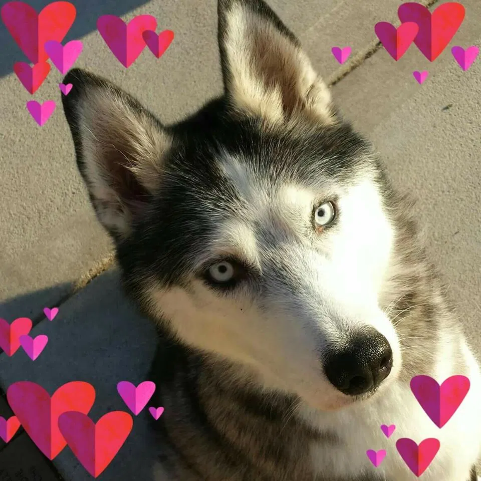 Lost dog in Watertown, WI, 53094