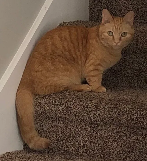 Lost cat in Hendersonville, TN, 37075