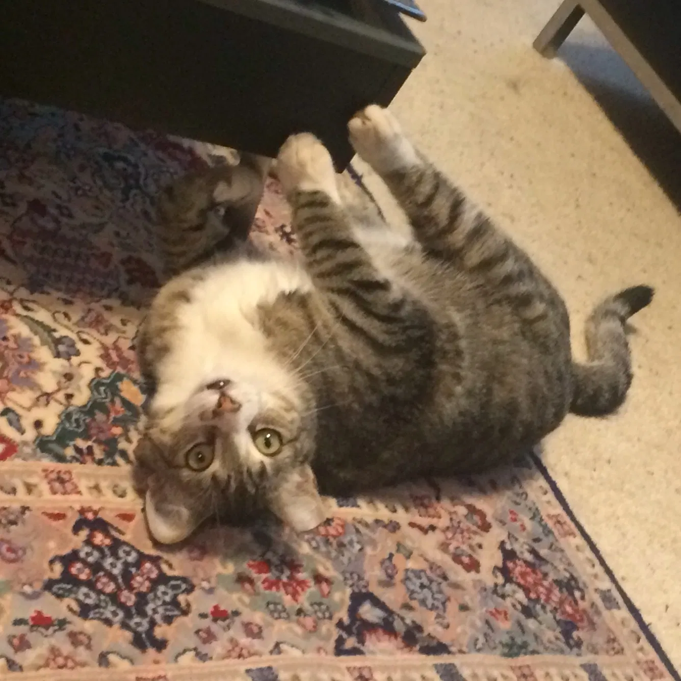 Lost cat in Anaheim, CA, 92808