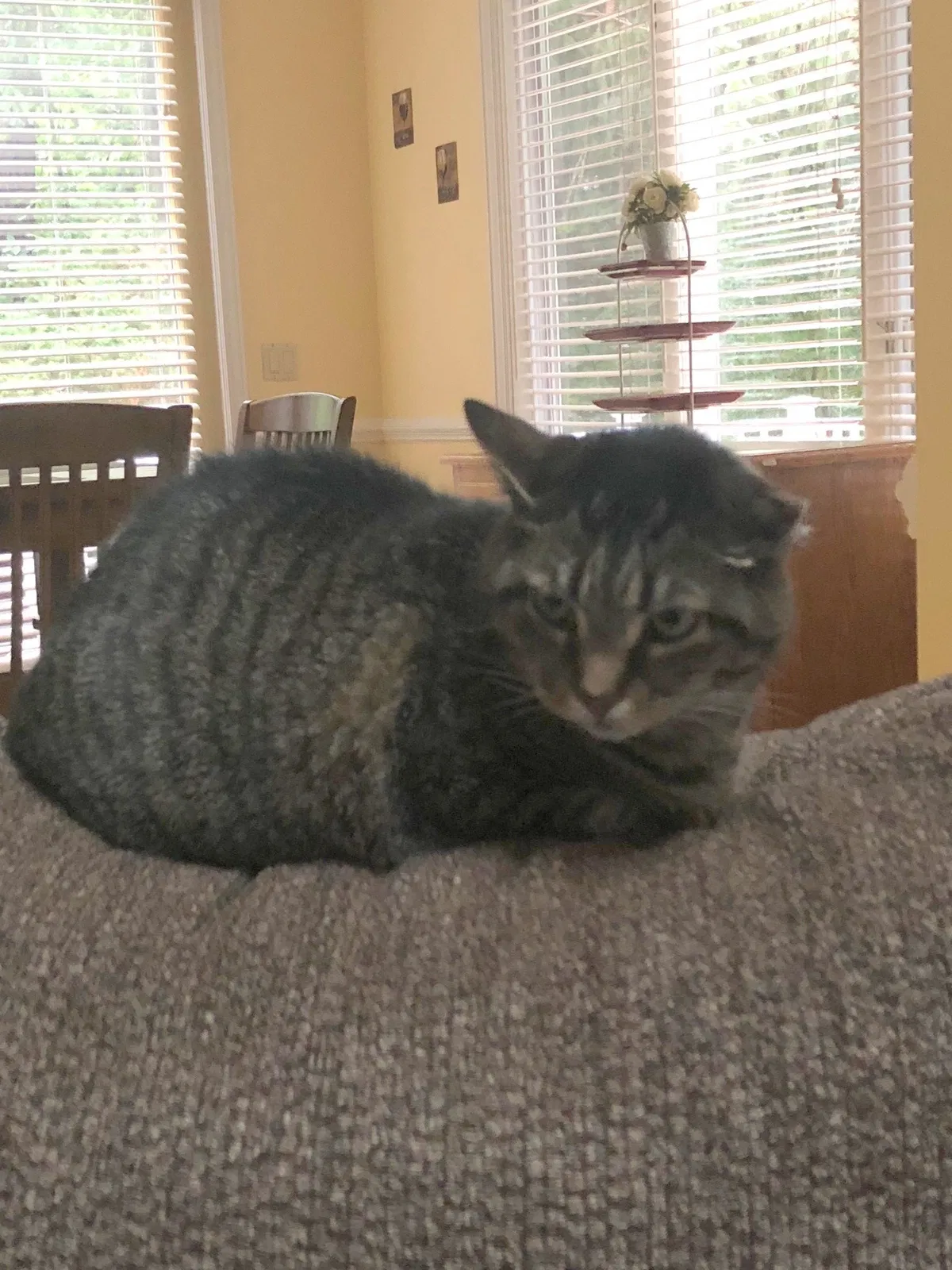 Lost cat in Brighton, MI, 48116