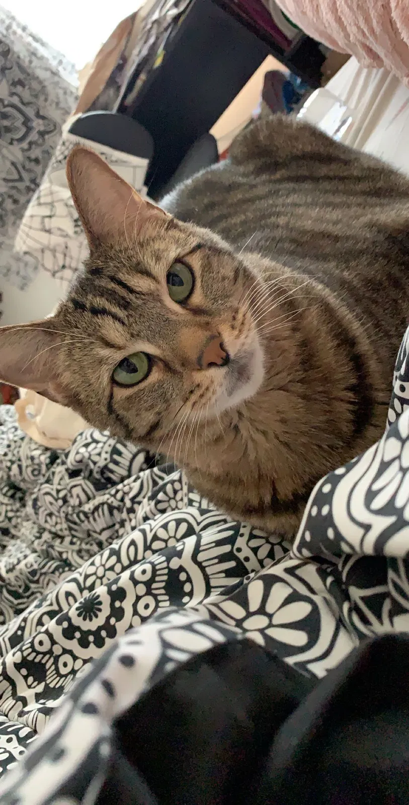 Lost cat in Harker Heights, TX, 76548