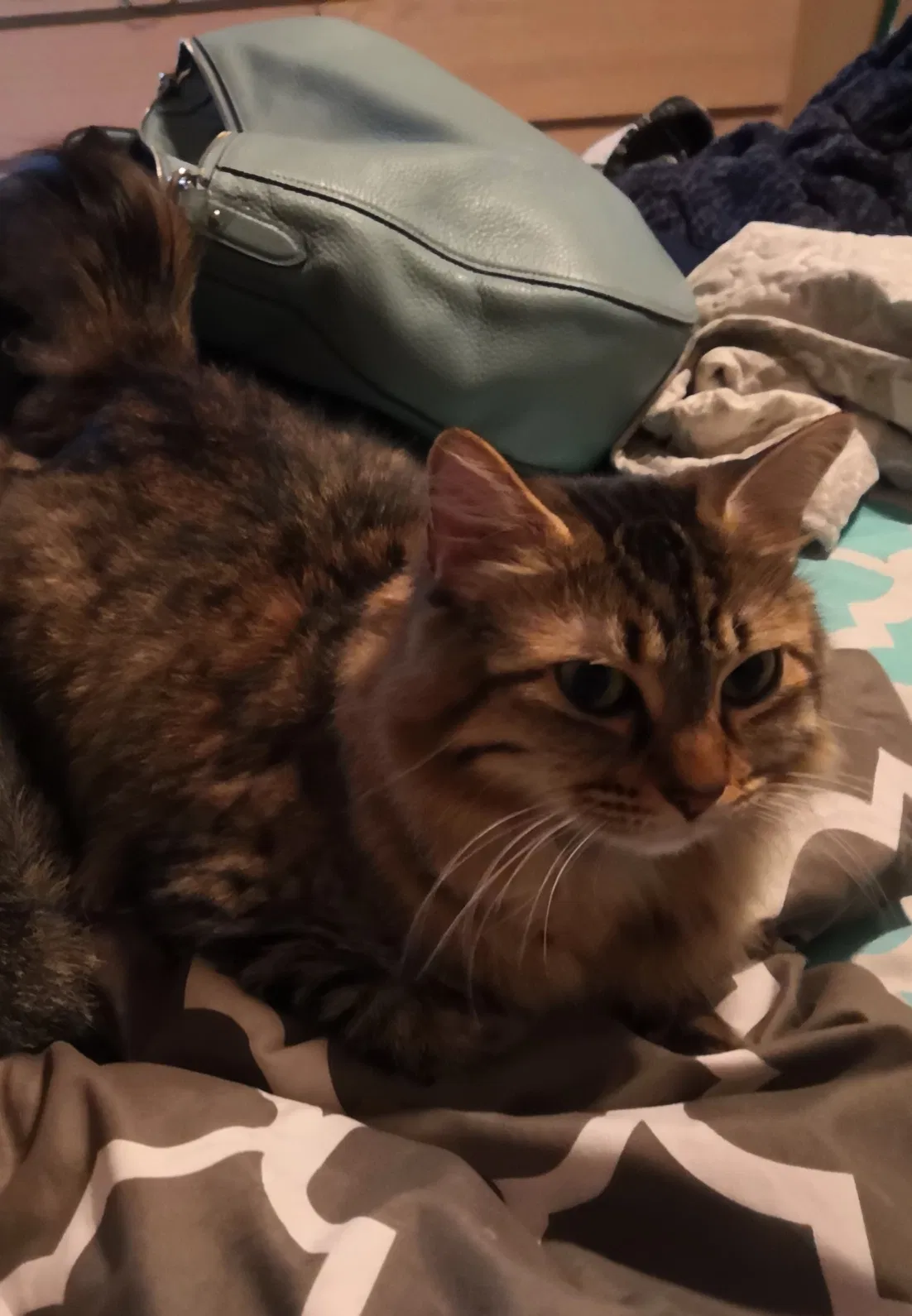 Lost cat in Winter Springs, FL, 32708