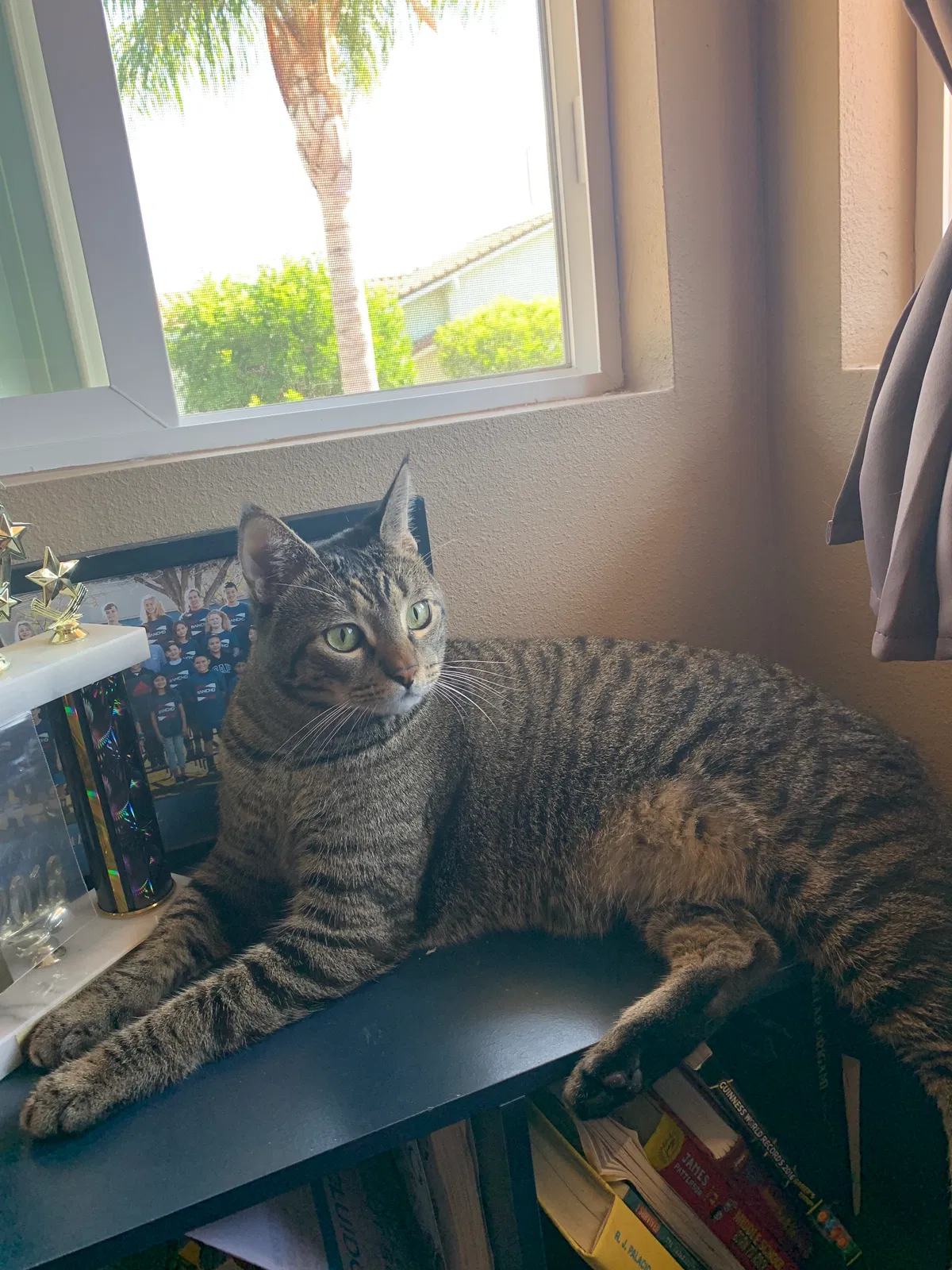 Lost cat in Lake Forest, CA, 92630
