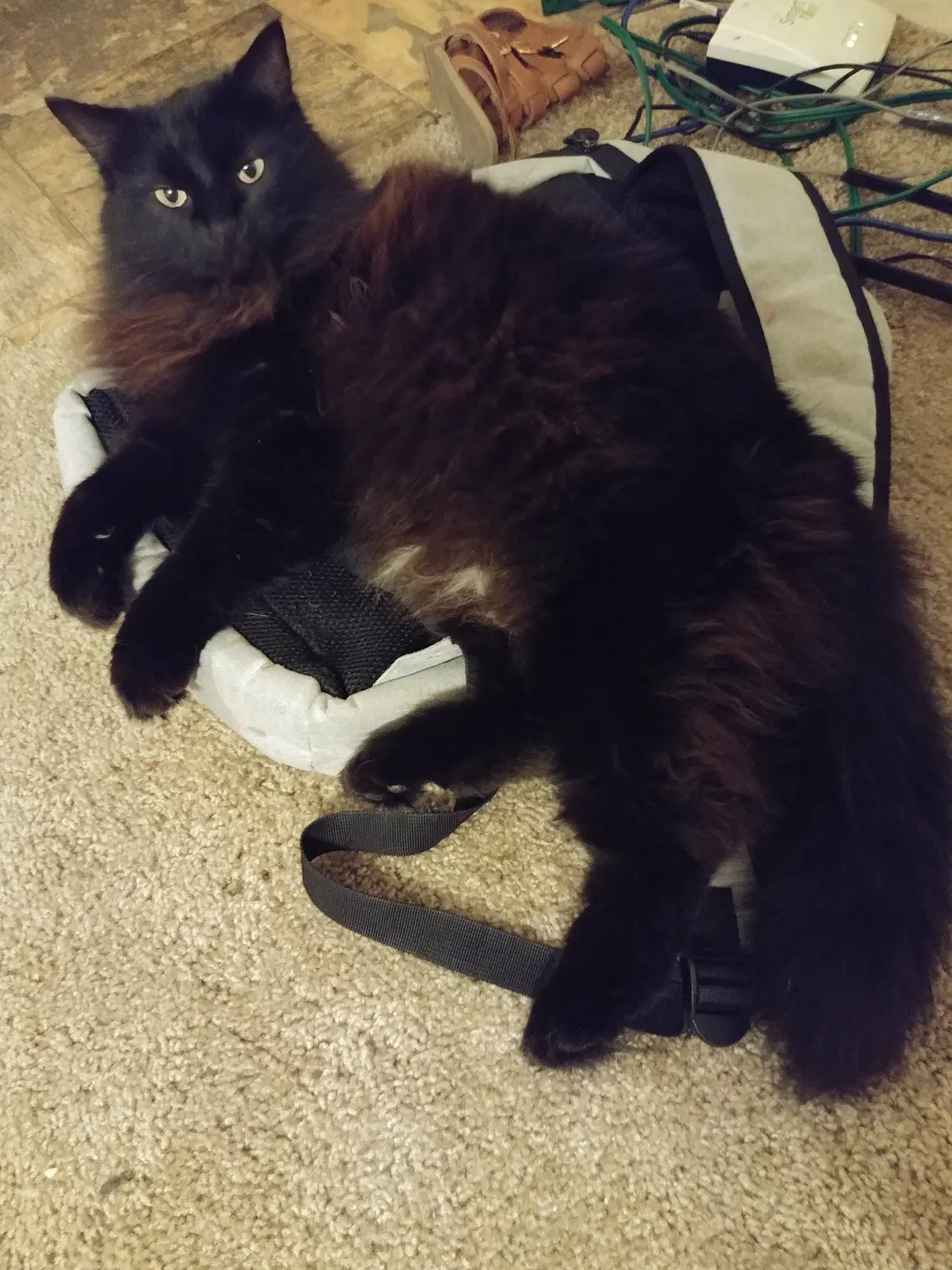 Lost cat in Asheboro, NC, 27205