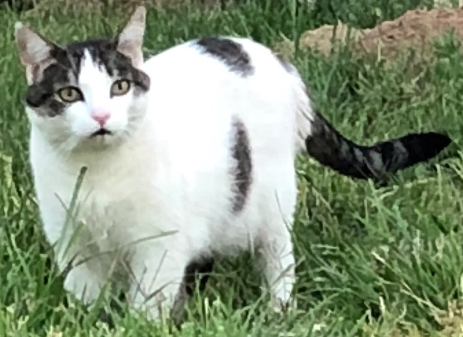 Lost cat in Palmdale, CA, 93551