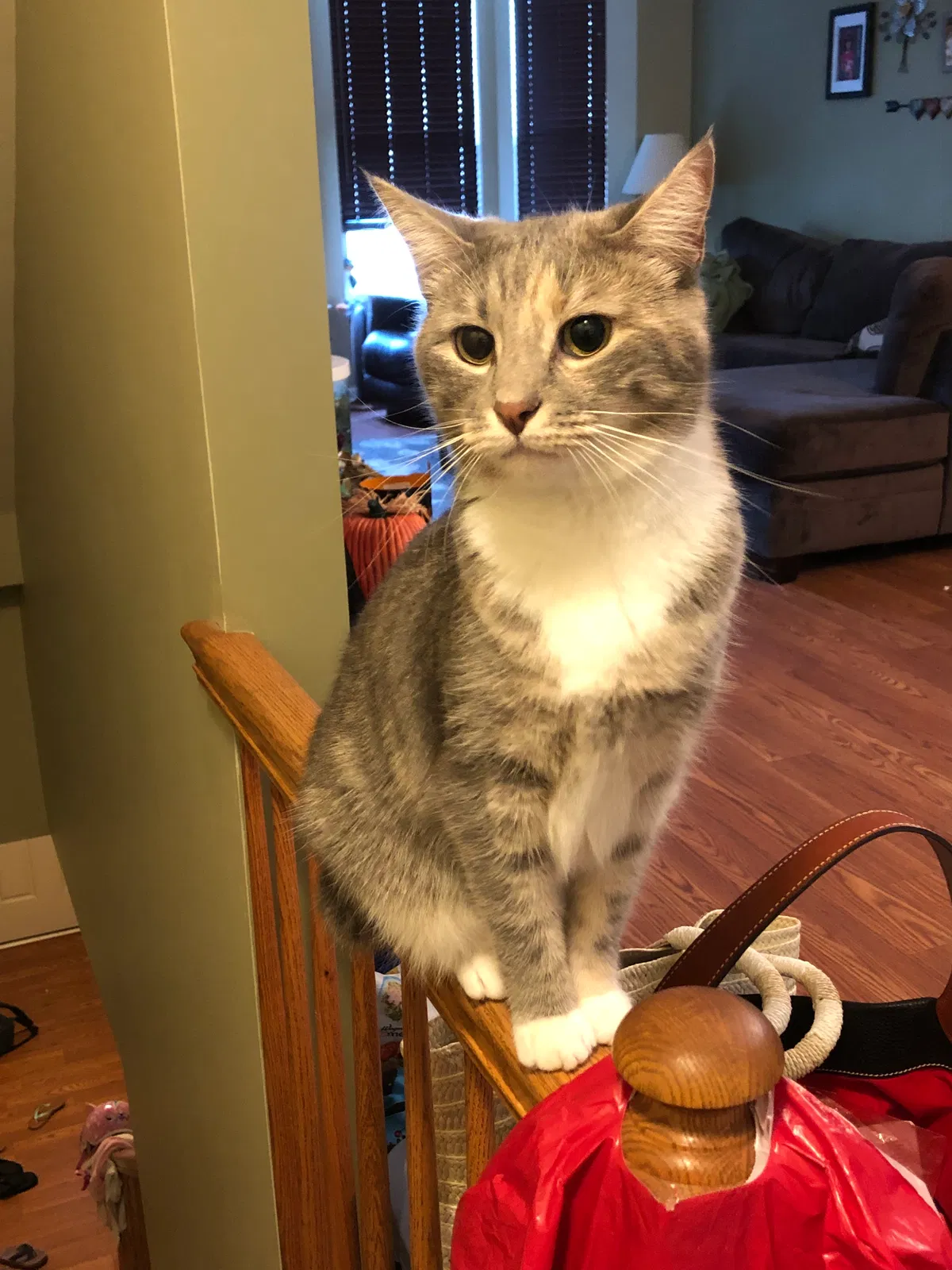 Lost cat in Royersford, PA, 19468