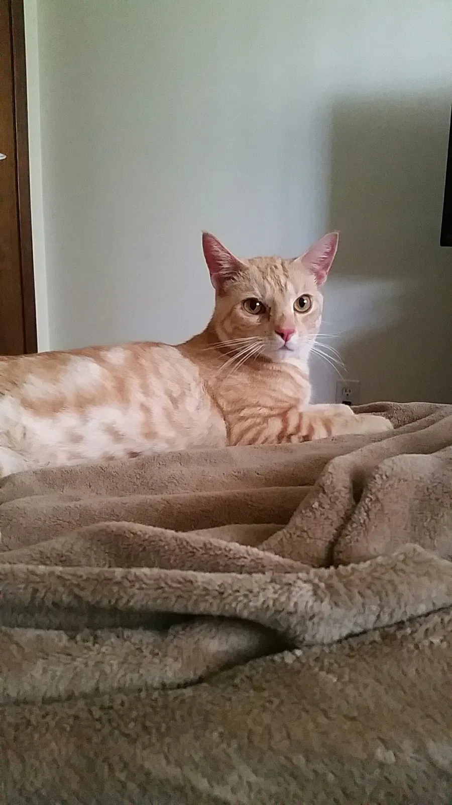 Lost cat in Ankeny, IA, 50023