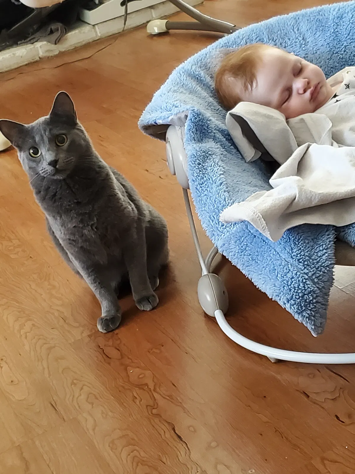 Lost cat in Redding, CA, 96002