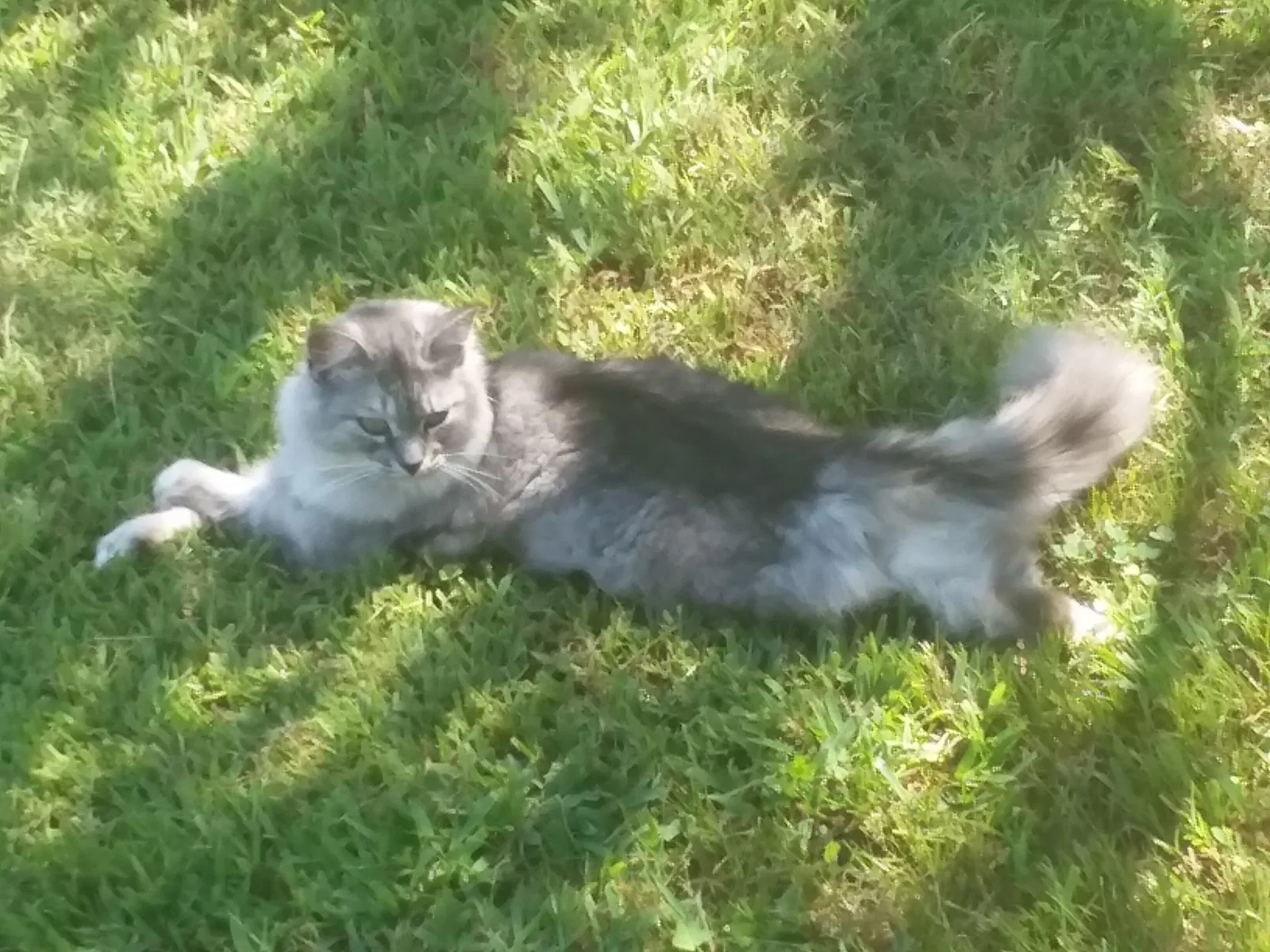 Lost cat in Tunnel Hill, GA, 30755