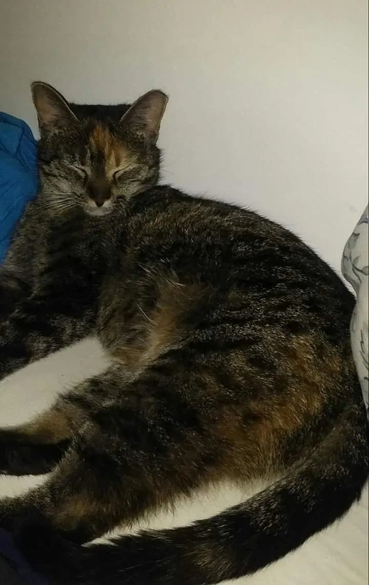Lost cat in Longview, TX, 75604