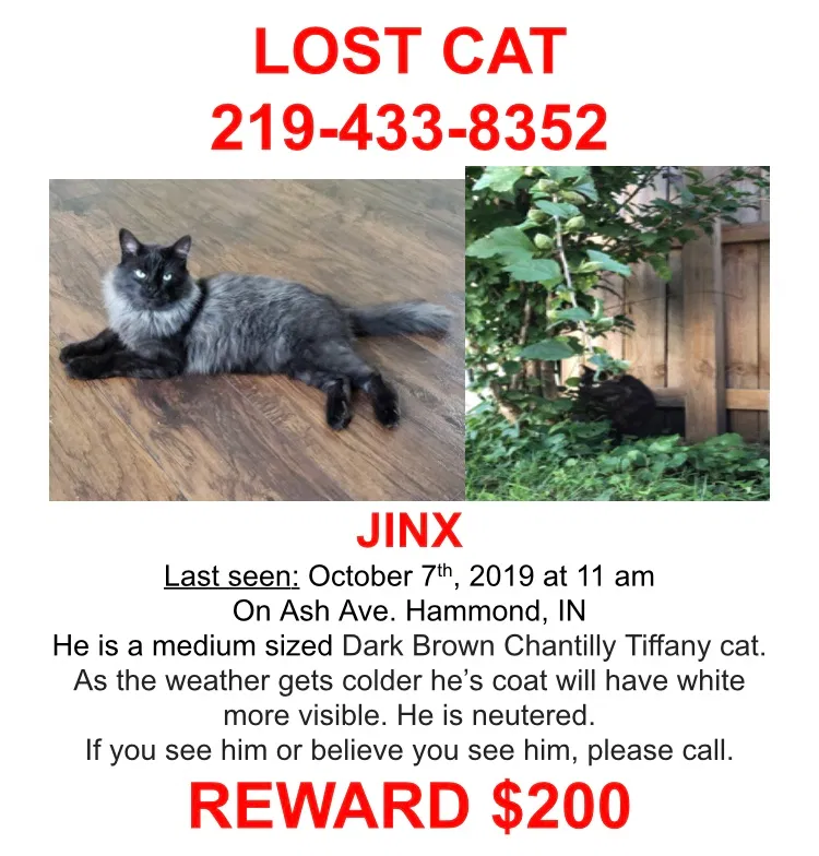 Lost cat in Hammond, IN, 46327