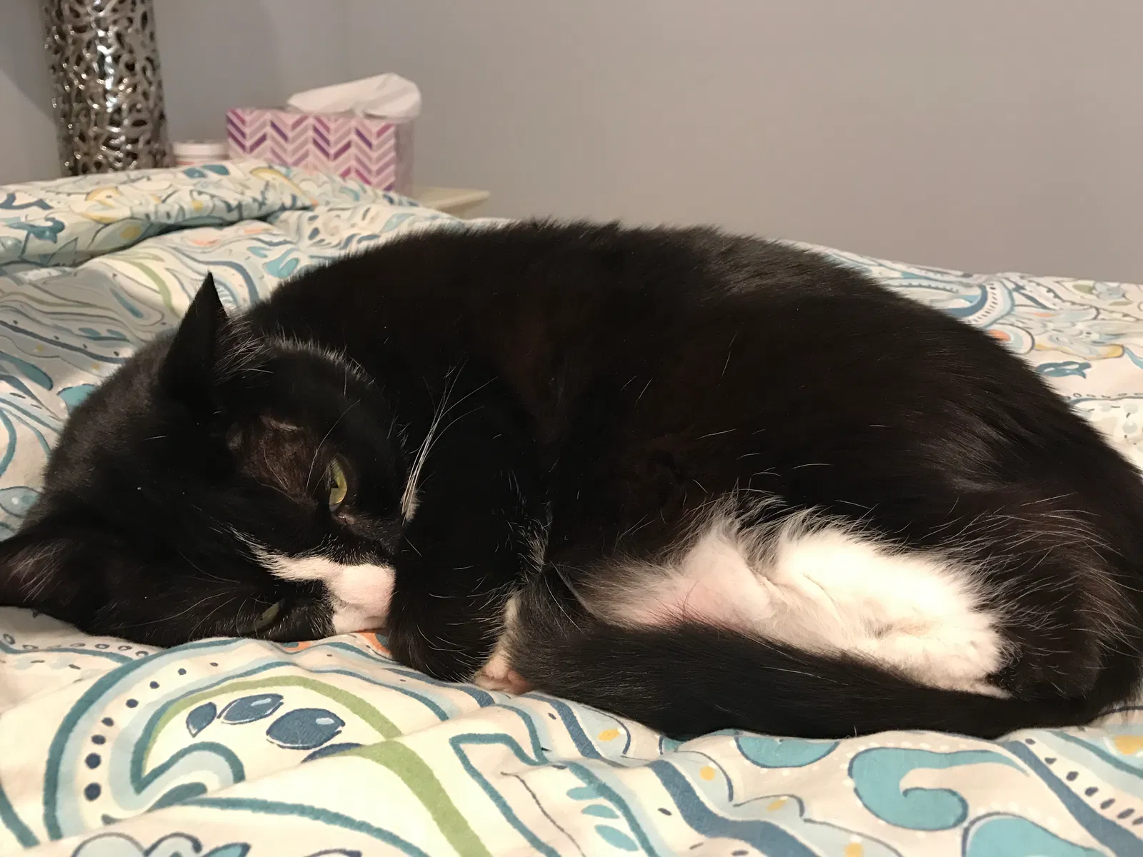 Lost cat in Midlothian, VA, 23113