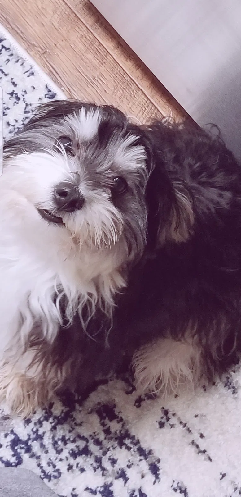 Lost dog in Oklahoma City, OK, 73120