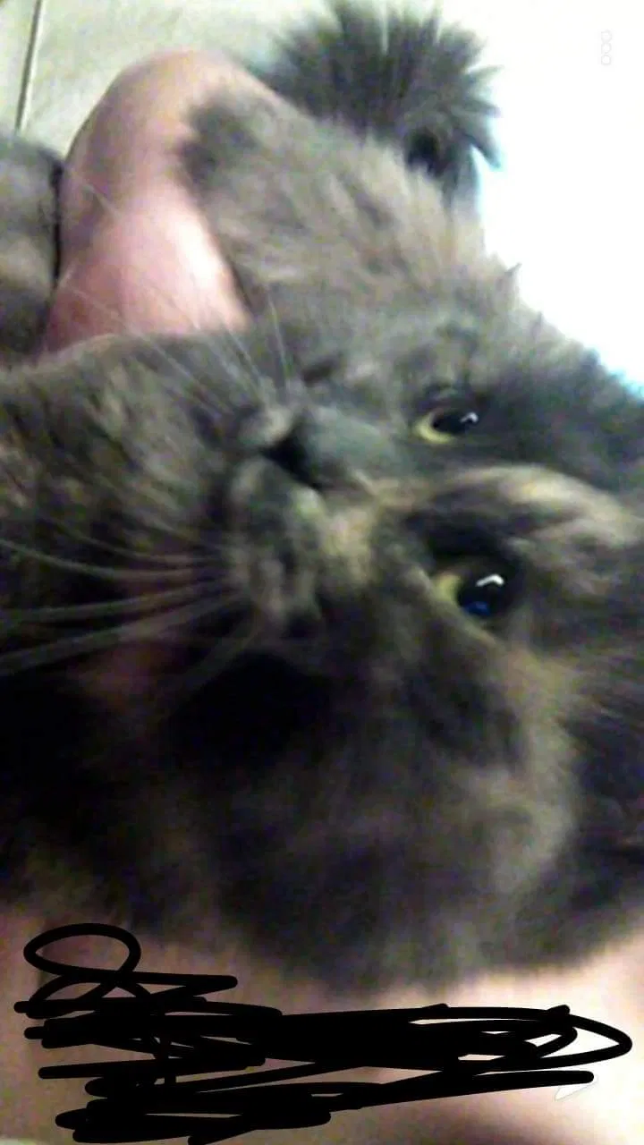 Lost cat in Portland, IN, 47371