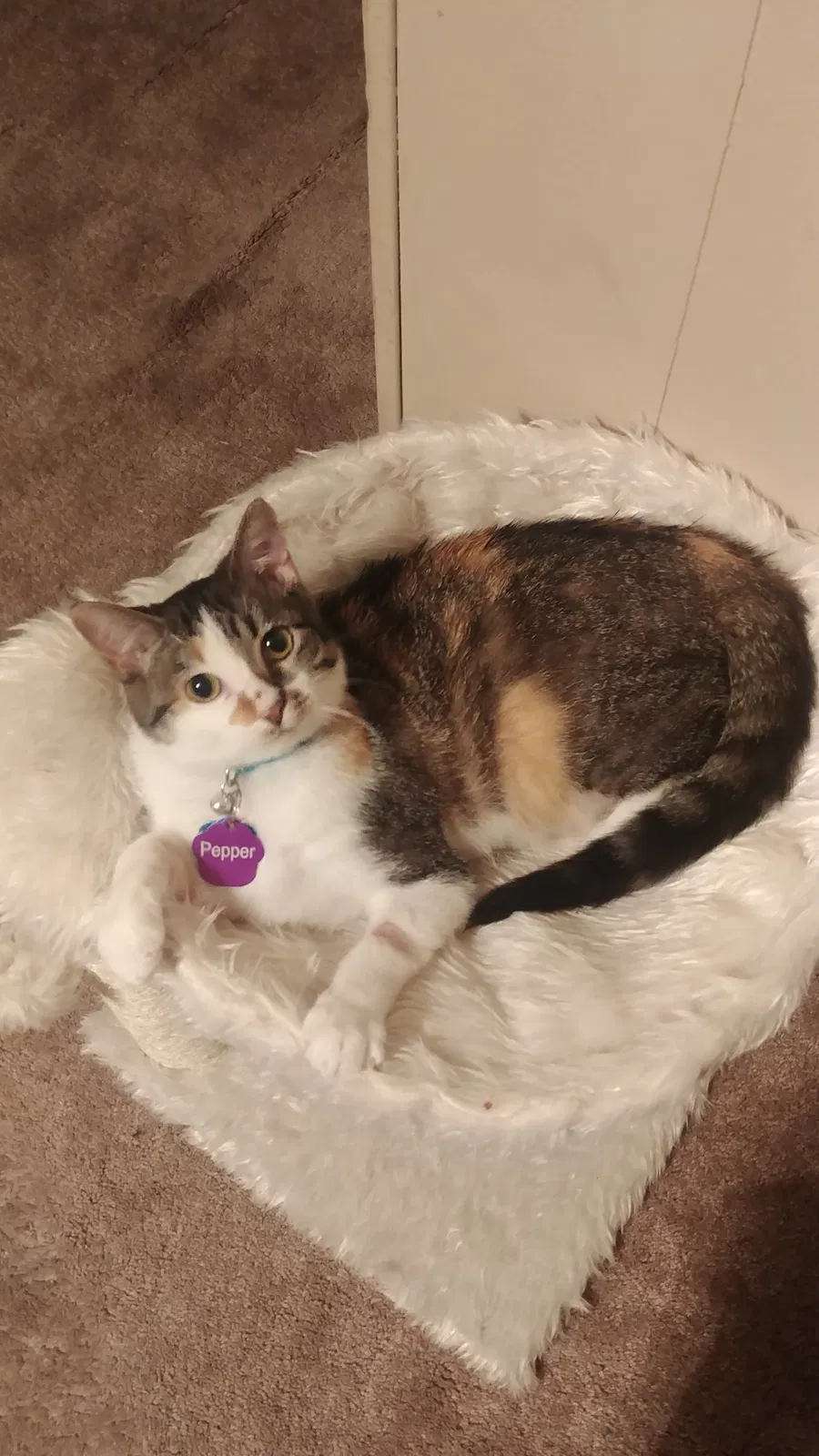 Lost cat in Greensboro, NC, 27410