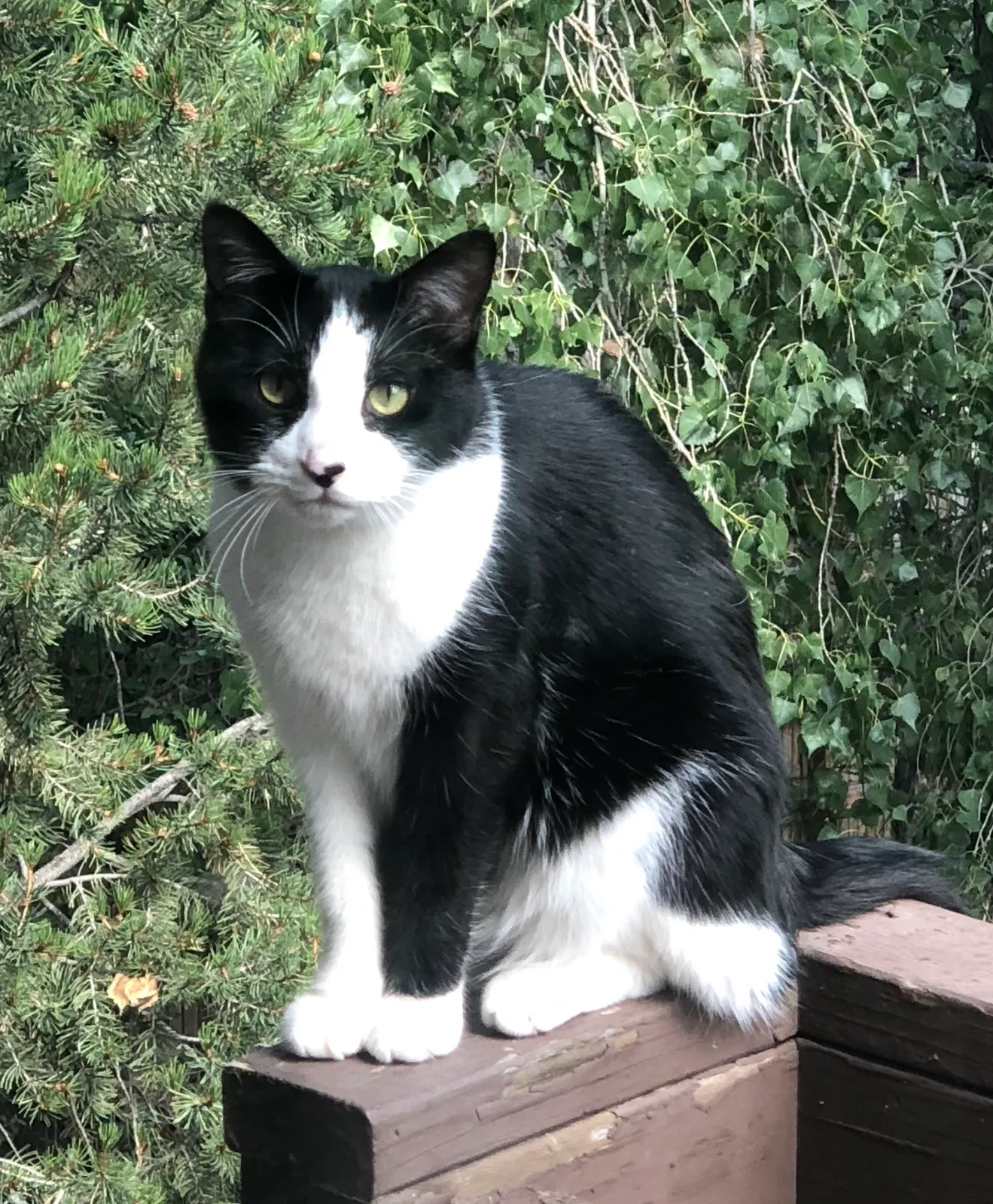 Lost cat in Colorado Springs, CO, 80919