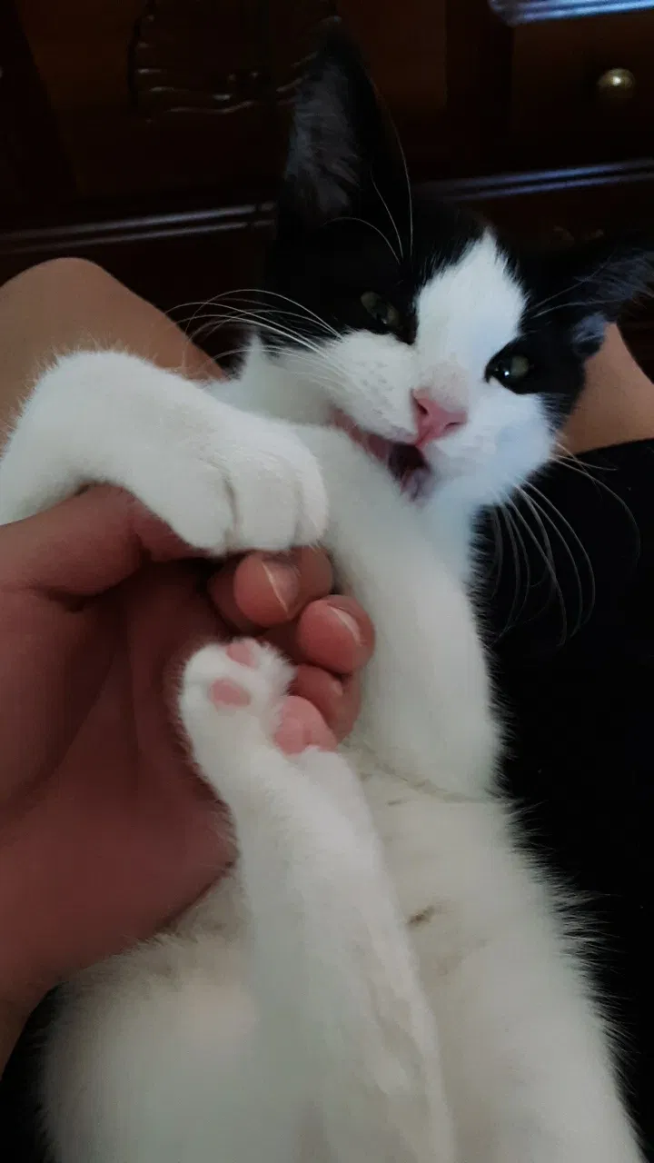 Lost cat in Aurora, CO, 80010