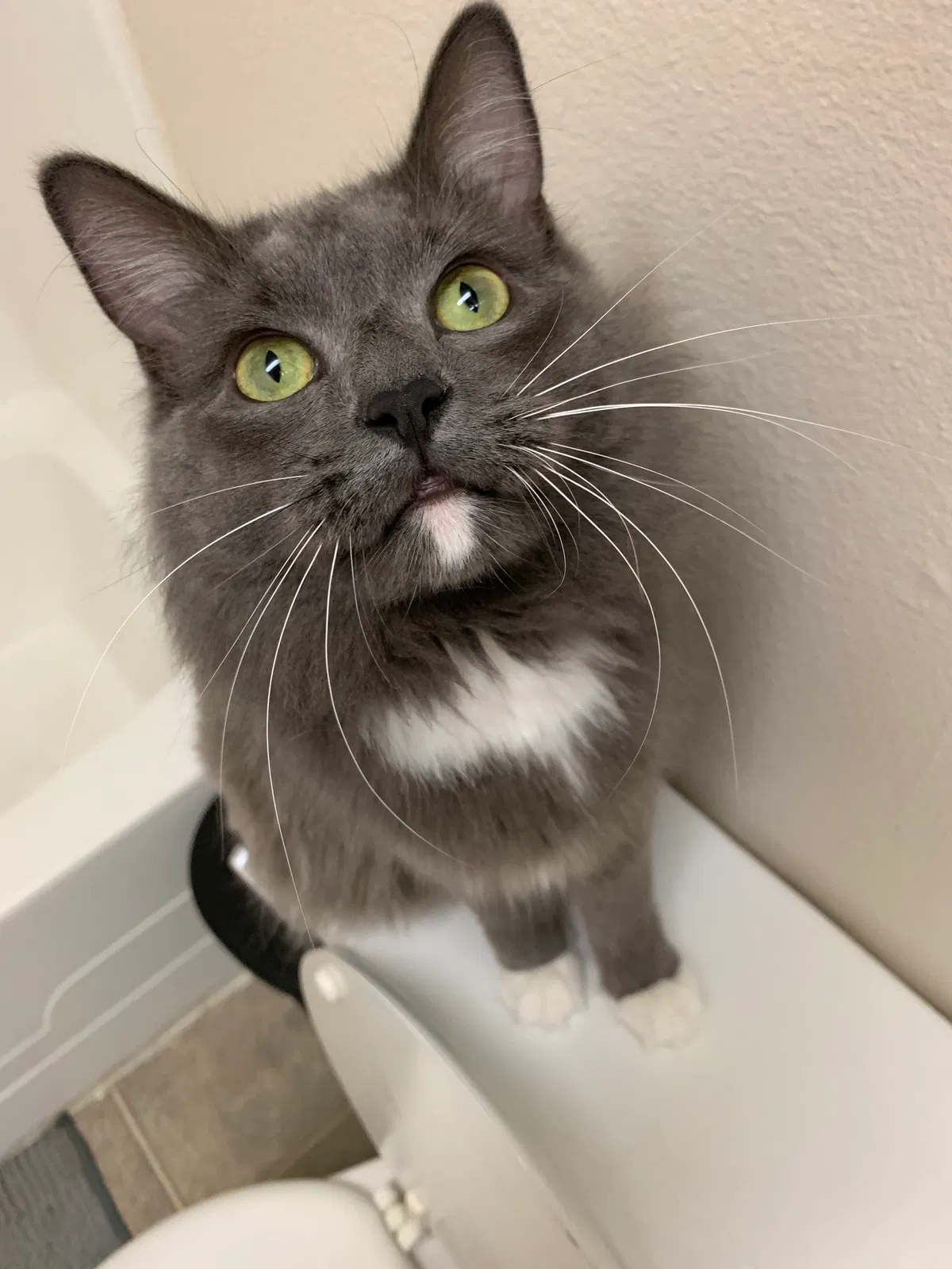 Lost cat in Redding, CA, 96003