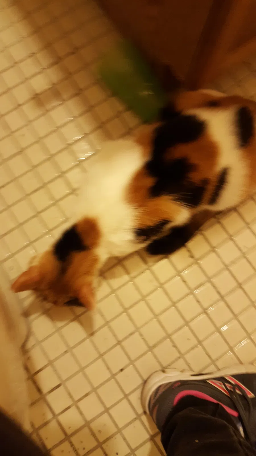 Lost cat in Cincinnati, OH, 45231