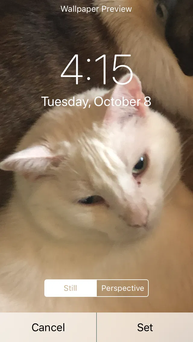 Lost cat in Belvidere, IL, 61008