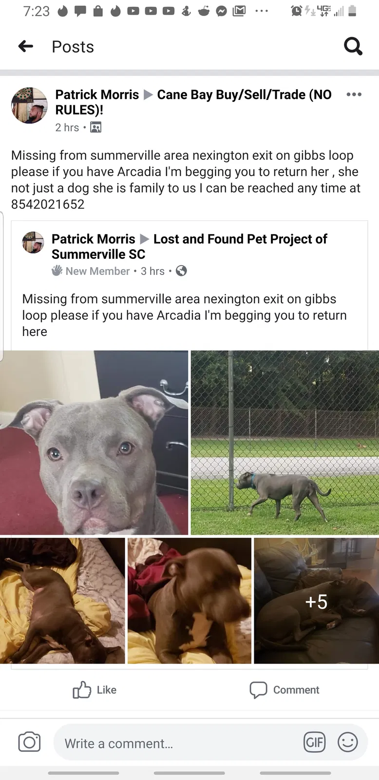 Lost dog in Summerville, SC, 29483